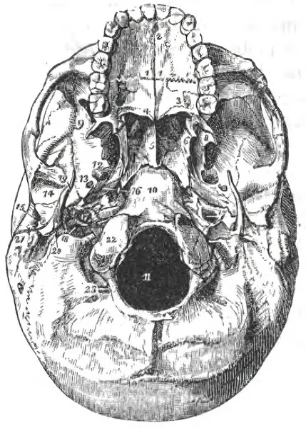 人間の頭蓋骨のイラスト 人体解剖学の顔骨構造 Print 1849 — ストック写真