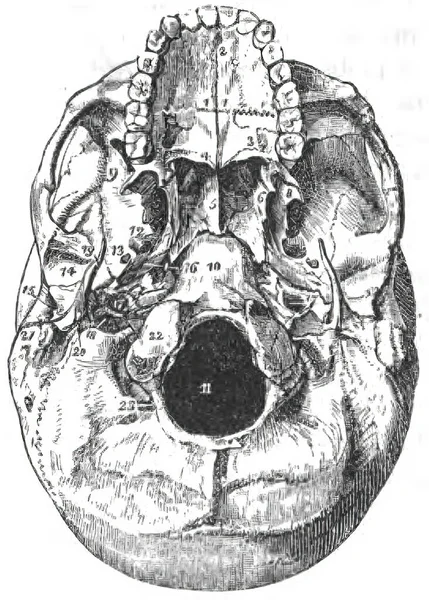 Ilustrace Lidské Lebky Struktura Lícní Kosti Knihy Otisků Lidské Anatomie — Stock fotografie