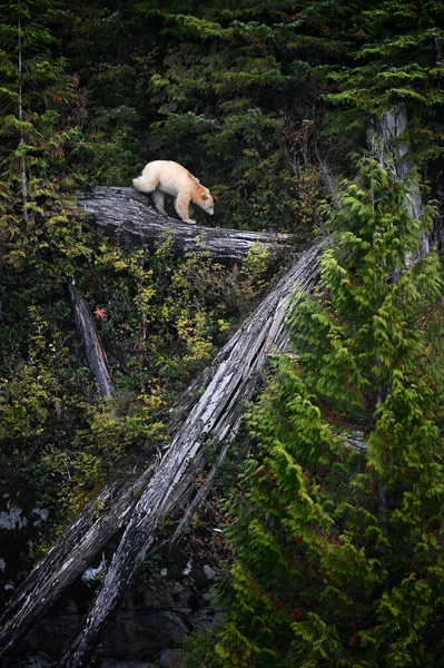 Piękny Pionowy Strzał Kermode Duch Niedźwiedź Malowniczym Great Bear Rainforest — Zdjęcie stockowe