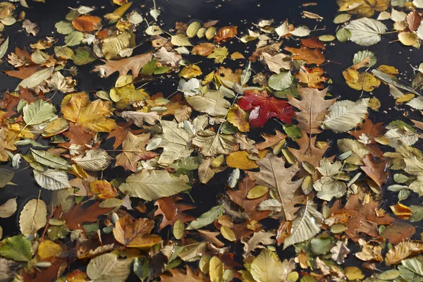 Close Folhas Outono Coloridas Molhadas Chão — Fotografia de Stock
