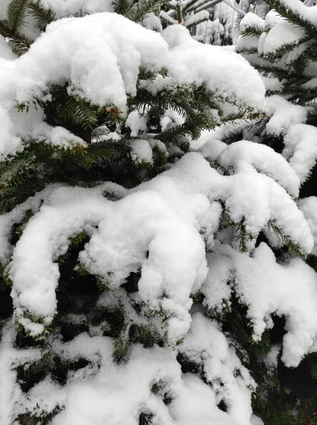 Eine Vertikale Aufnahme Einer Weihnachtstanne Draußen Die Mit Schnee Bedeckt — Stockfoto