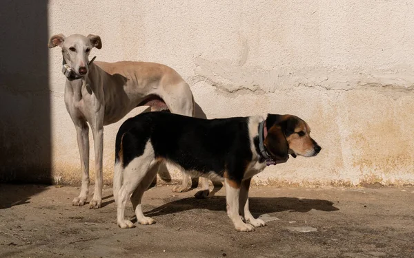 Cane Galgo Beagle Piedi Sotto Luce Del Sole Nel Cortile — Foto Stock