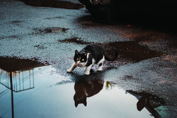 Eine Obdachlose Verängstigte Katze Mit Einem Spiegelbild Auf Einer Pfütze — Stockfoto