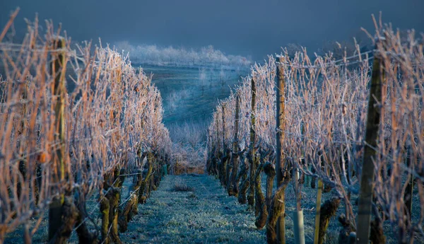 Eine Nahaufnahme Eines Malerischen Frostbedeckten Weinbergs Winter — Stockfoto