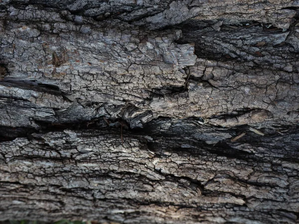 Primo Piano Tronco Albero Strutturato Dettagli Del Tronco Incrinato Vecchio — Foto Stock