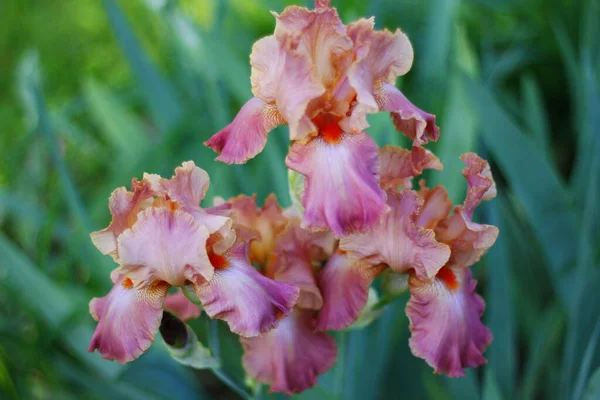 Beautiful Shot Root Beer Colored Daylilies Growing Field — Stock Photo, Image