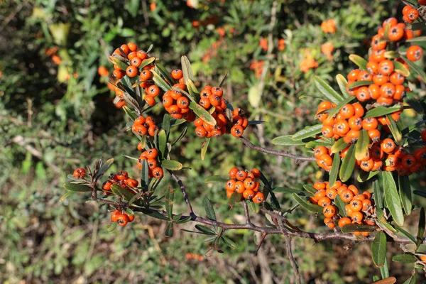 Eine Nahaufnahme Von Pyracantha Zweigen Herbst — Stockfoto