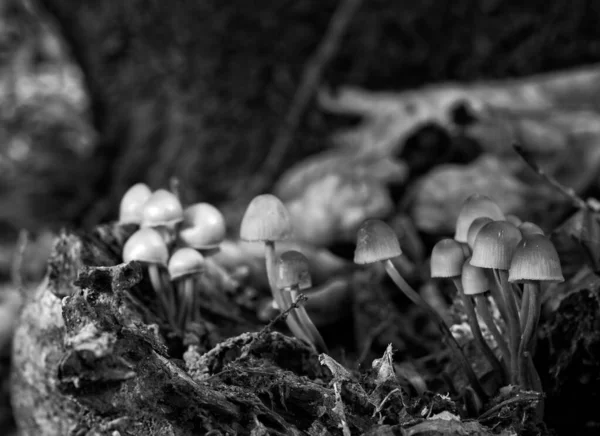 Een Grijswaarden Shot Van Kleine Paddestoelen — Stockfoto