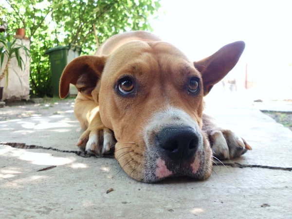 Sebuah Potret Closeup Dari Amerika Lucu Staffordshire Terrier Berbaring Tanah — Stok Foto