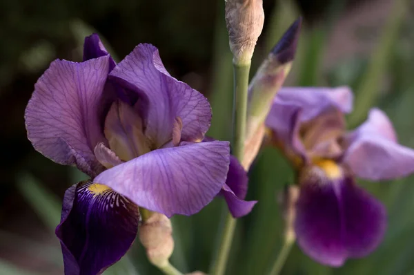 庭で美しい紫色のユリの花のクローズアップショット — ストック写真