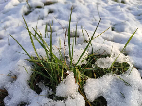 Närbild Skott Gröna Växterna Överlevde Från Snön Frost Skrevet — Stockfoto