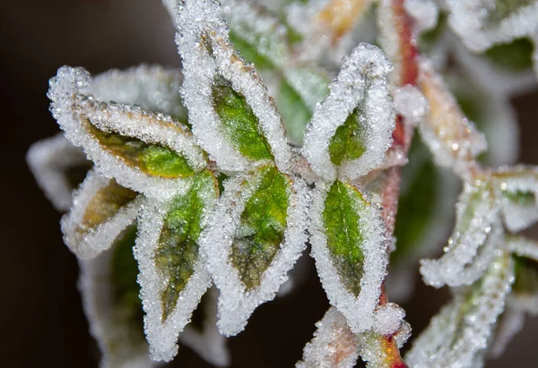 Sebuah Gambar Closeup Daun Tertutup Oleh Embun Beku — Stok Foto