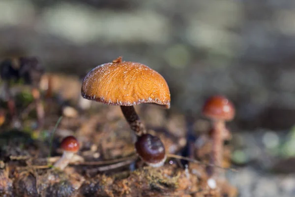 经过一个寒冷的夜晚 一种带有霜冻的蘑菇的选择性集中拍摄 — 图库照片