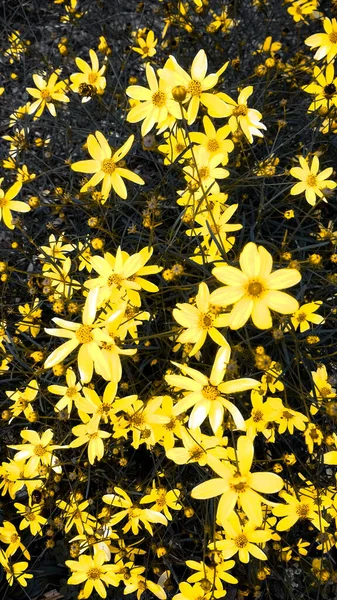 Egy Függőleges Közelkép Sárga Virágokról — Stock Fotó