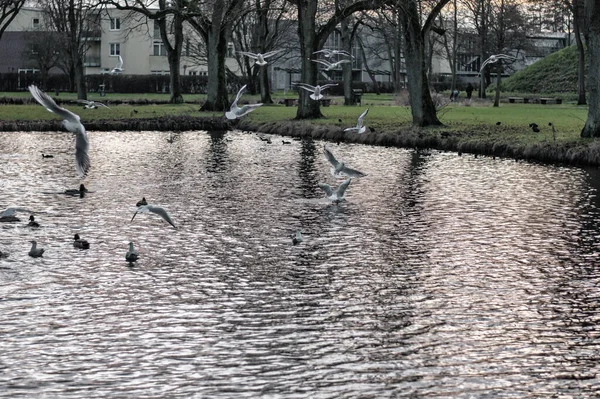 Die Vögel Fliegen Über Einen See Einem Park Emden — Stockfoto