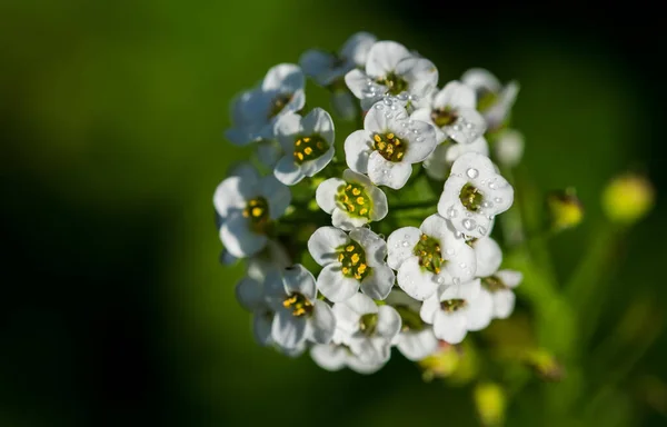 Tiro Foco Raso Bando Jovens Flores Brancas Sweet Alyssum Lobularia — Fotografia de Stock