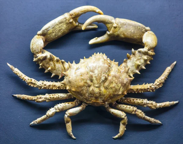 Een Krab Geïsoleerd Blauwe Achtergrond — Stockfoto