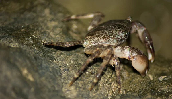 大理石蟹的选择性聚焦镜头 — 图库照片