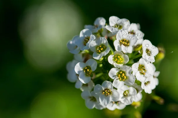 一束幼小的白色甜杏仁花的浅浅的聚焦点镜头 洛布利亚海蒂玛 — 图库照片