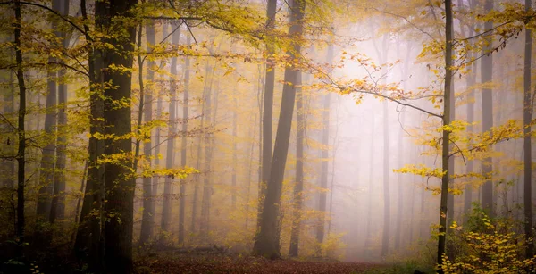 Plano Hermosos Paisajes Otoñales Con Árboles Bosque Nublado —  Fotos de Stock