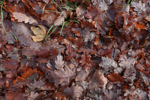 Górny Widok Jesiennych Upadłych Drzew Ziemi — Zdjęcie stockowe