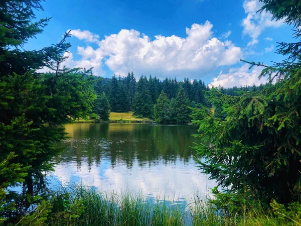 青空の下 森の中の松の木に囲まれた湖 — ストック写真