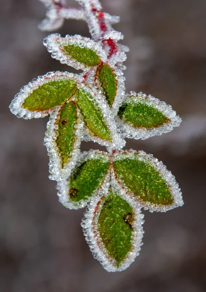 Sebuah Gambar Closeup Daun Tertutup Oleh Embun Beku — Stok Foto