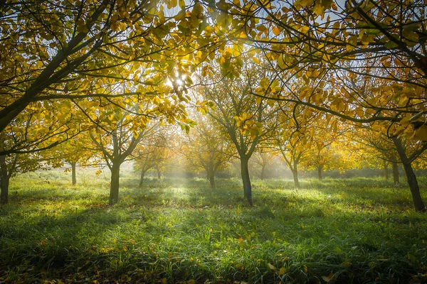 Tiro Otoño Paisaje Salida Del Sol Parque Árboles Pintorescos Sol — Foto de Stock