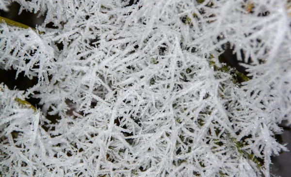 Detailní Záběr Větví Stromů Pokrytých Mrazem — Stock fotografie