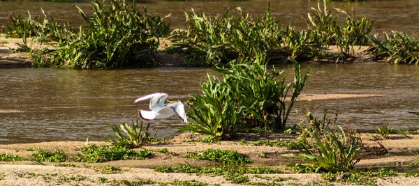 Uma Vista Hipnotizante Belo Pássaro Branco Voo — Fotografia de Stock