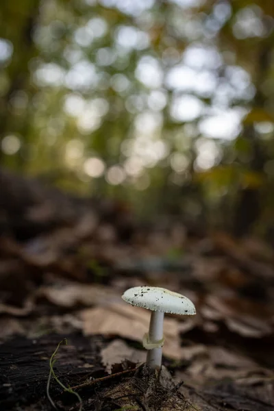 Ormanda Yetişen Yabani Bir Mantarın Seçici Odak Noktası — Stok fotoğraf