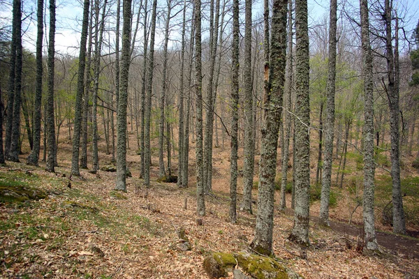 Los Árboles Bosque Otoño — Foto de Stock