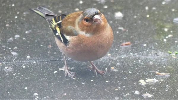 Closeup Shot Finch Bird Wet Surface — Stock Photo, Image