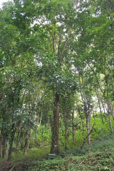 Sebuah Tembakan Vertikal Hutan Tobago Pulau Pulau Karibia — Stok Foto