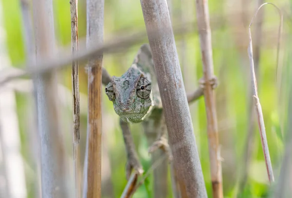 Mediterranean Chameleon Chamaeleo Chameleon Stretched Out Bamboo Sticks Hoping Being — Stock Photo, Image