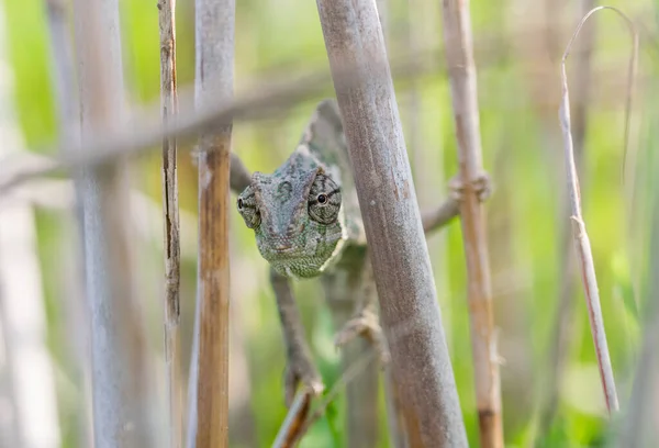 Mediterranean Chameleon, Chamaeleo chameleon stretched out on bamboo sticks, hoping it is not being seen in camouflage, keeping eye contact. Malta