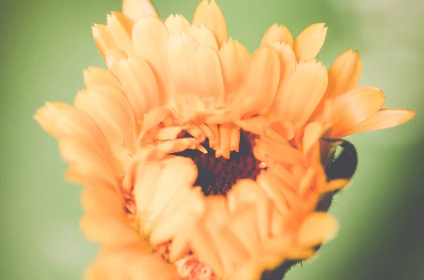 Primo Piano Bellissimi Fiori — Foto Stock