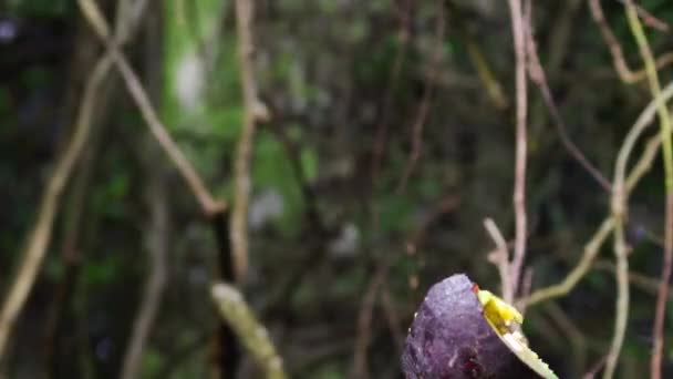 Coati Sud Américain Coati Queue Cerclée — Video