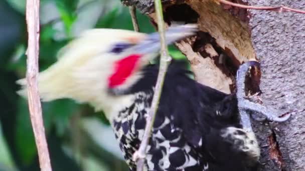 Gros Plan Oiseau Sur Arbre — Video