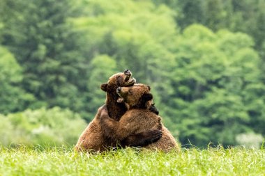 A selective focus shot of two grizzly bears play together in Khutzeeymateen provincial park clipart