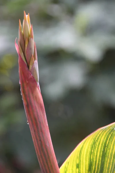 Primer Plano Vertical Tallo Planta Con Fondo Borroso — Foto de Stock