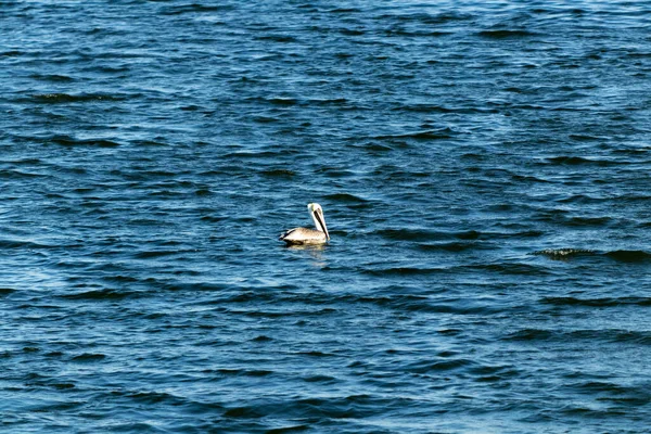 Closeup Shot Pelican Water — Stock Photo, Image