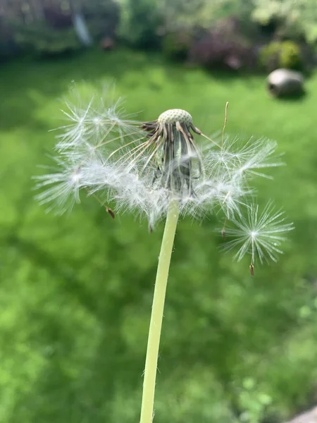 蒲公英的选择性聚焦镜头田里蒲公英的选择性聚焦镜头 — 图库照片