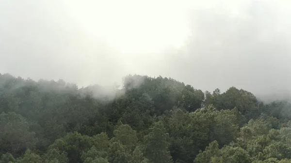 Une Vue Une Végétation Épaisse Sur Fond Journée Brumeuse — Photo