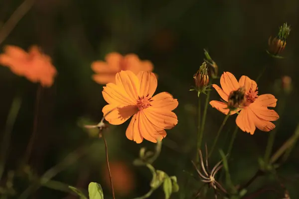 繊細なオレンジ色のコスモスの花の選択的な焦点 — ストック写真