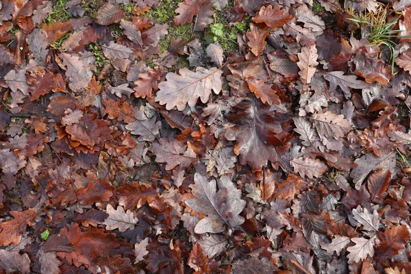 Ein Blick Von Oben Auf Abgefallenes Laub Auf Einem Herbstpark — Stockfoto