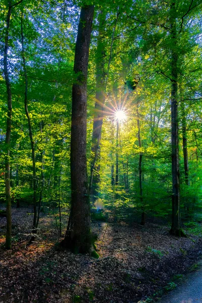 Disparo Vertical Del Amanecer Bosque — Foto de Stock