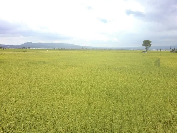 Plantações Campo Cultivadas Frescas Verdes Sob Céu Nublado Verão — Fotografia de Stock