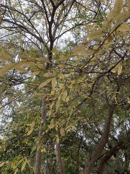 Eine Vertikale Aufnahme Eines Herbstbaums Einem Park — Stockfoto