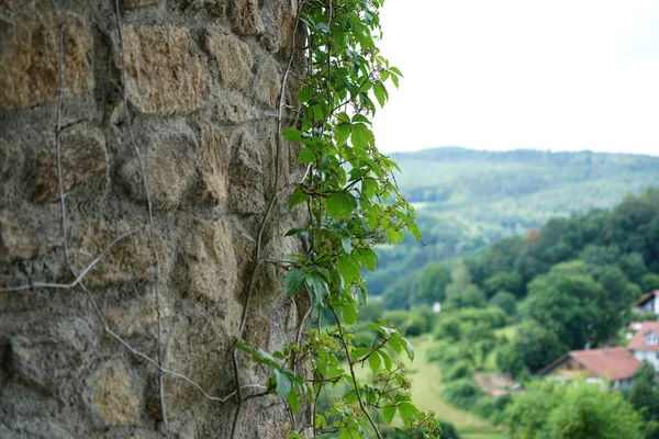 Eine Nahaufnahme Von Ästen Eines Baumes Mit Blättern Darauf Die — Stockfoto